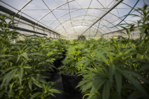 A greenhouse full of vibrant plants.